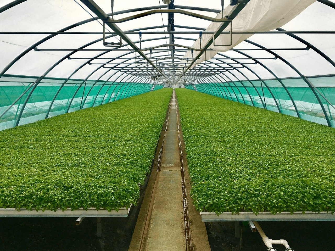 Greenhouses